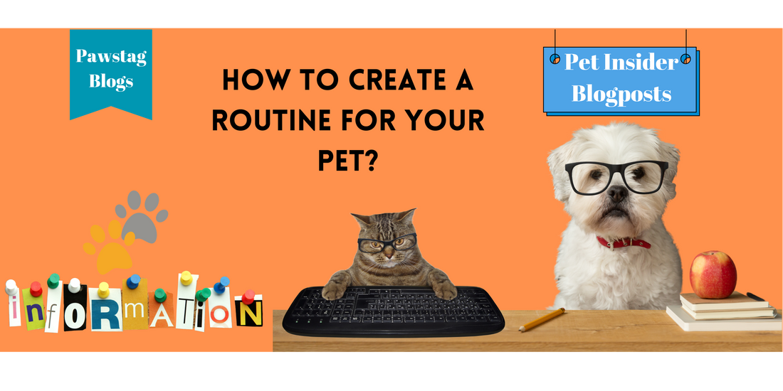 How to Create a Routine for Your Pet?