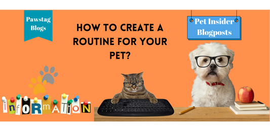 How to Create a Routine for Your Pet?