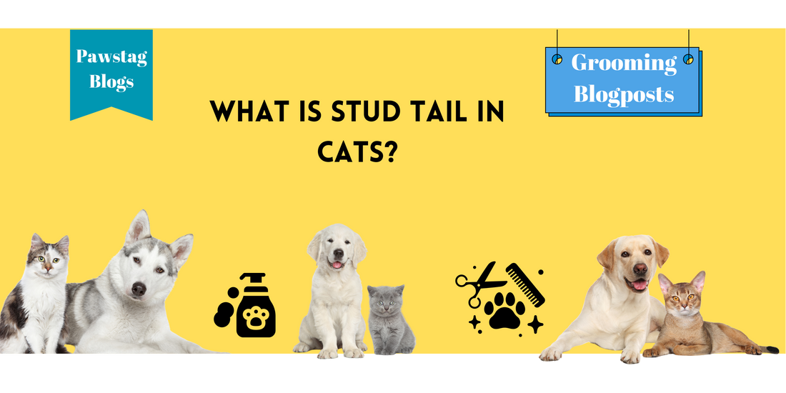 What is Stud Tail in Cats?