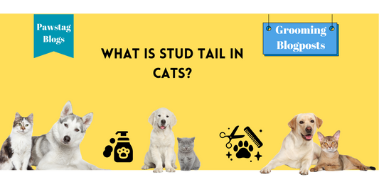 What is Stud Tail in Cats?