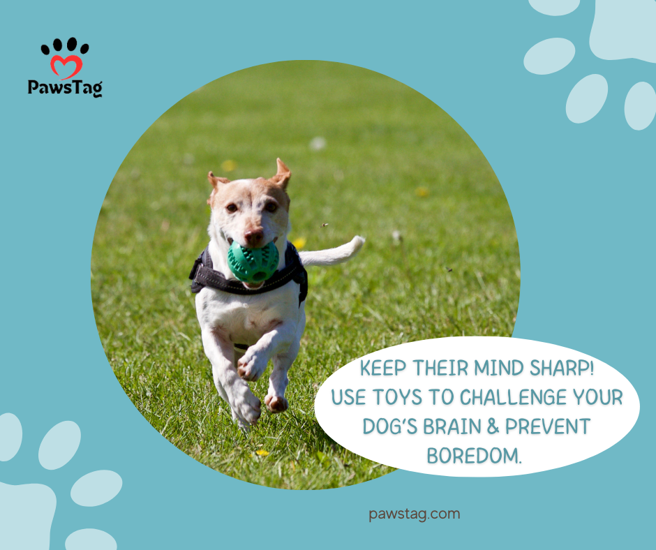 Why It’s Important to Keep a Dog’s Mind Sharp?