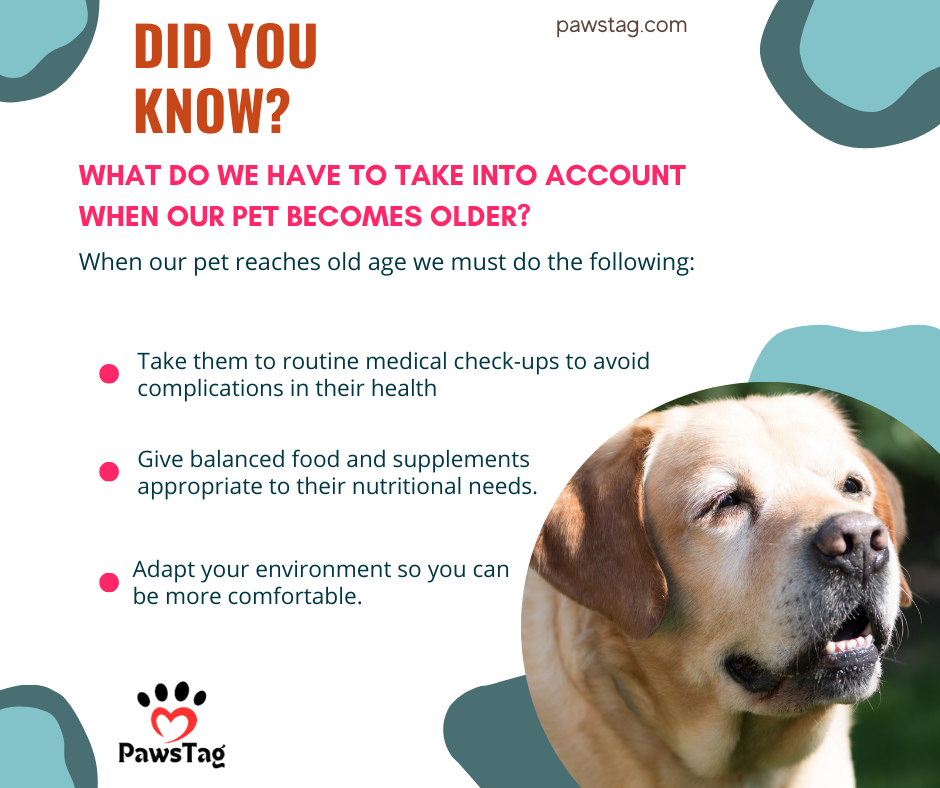 What to Consider When Your Pet Becomes Older?