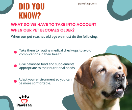 What to Consider When Your Pet Becomes Older?