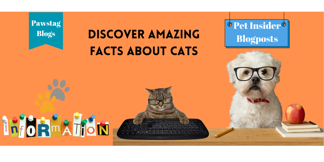 Discover Amazing Facts About Cats: What Makes Them Special?