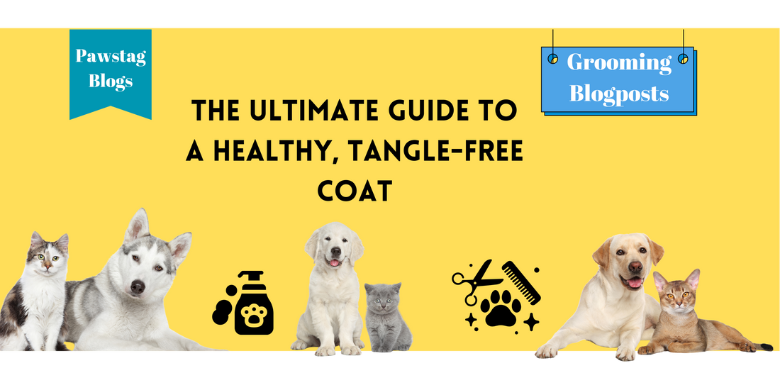 Cat Brushing 101: The Ultimate Guide to a Healthy, Tangle-Free Coat