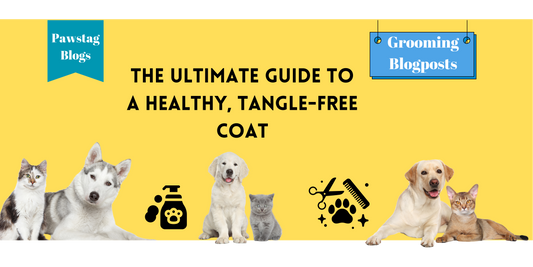 Cat Brushing 101: The Ultimate Guide to a Healthy, Tangle-Free Coat