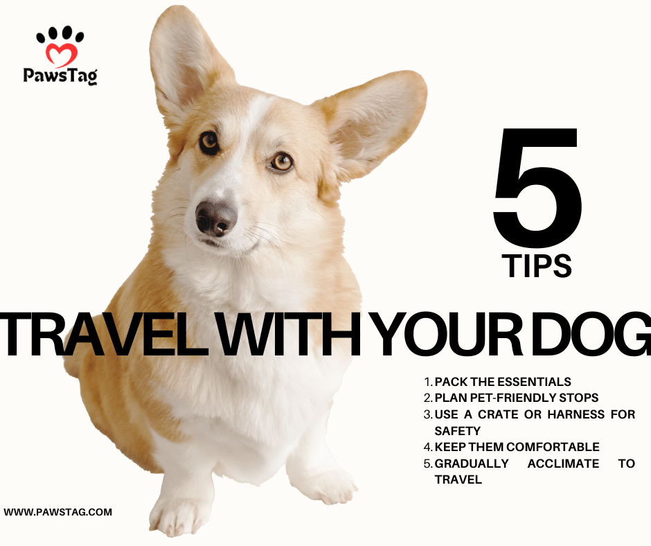 Tips for Traveling with Your Dog