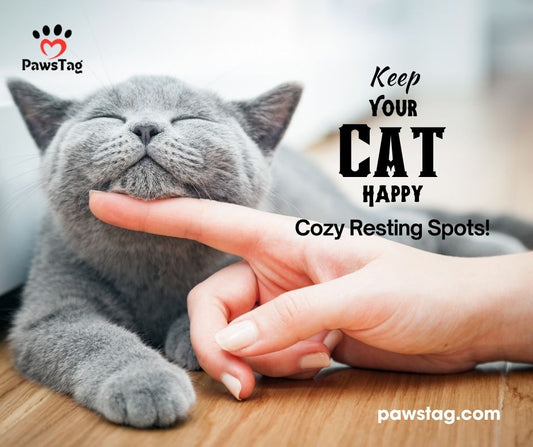 Providing your cat with cozy resting spots is essential for their physical health, mental well-being, and overall happiness.