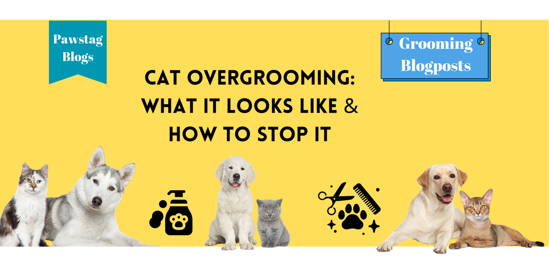 Cat Overgrooming: What It Looks Like & How to Stop It