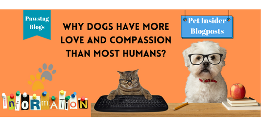 Why Dogs Have More Love and Compassion Than Most Humans?