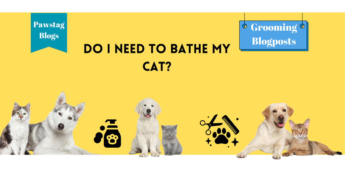 Do I Need to Bathe My Cat?