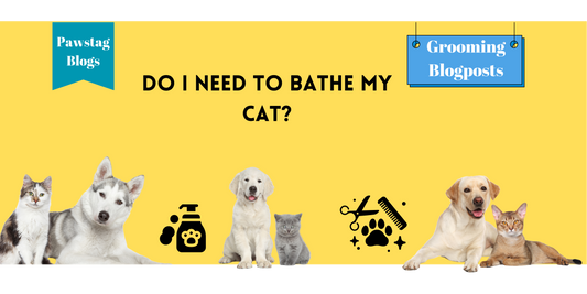 Do I Need to Bathe My Cat?