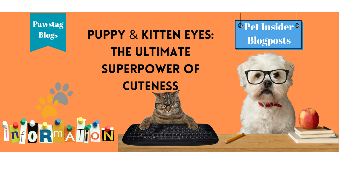 Puppy & Kitten Eyes: The Ultimate Superpower of Cuteness