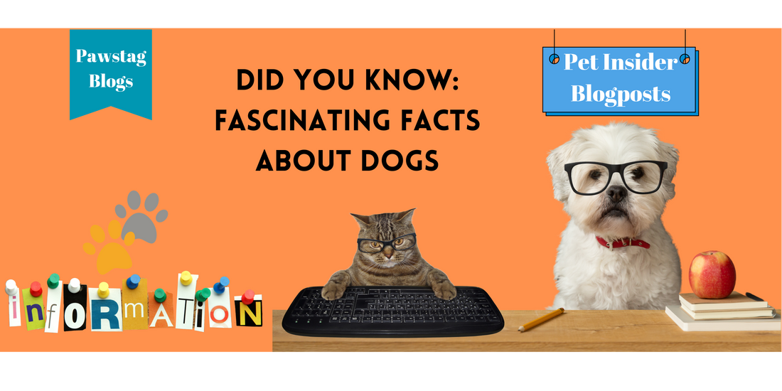 Did you know: Fascinating Facts About Dogs