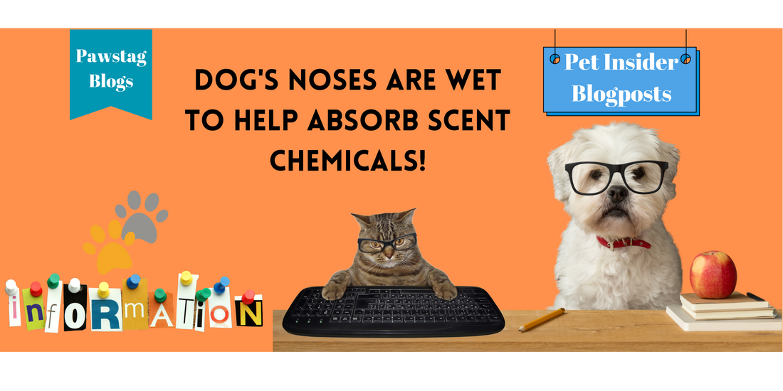 Did you know: Dog's noses are wet to help absorb scent chemicals!