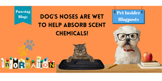 Did you know: Dog's noses are wet to help absorb scent chemicals!