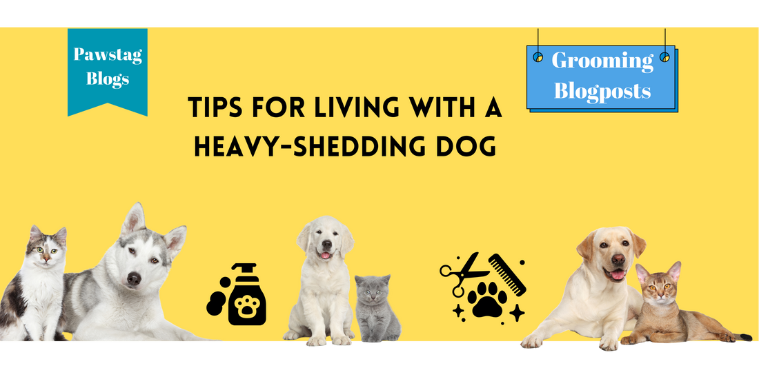 Tips for Living with a Heavy-Shedding Dog