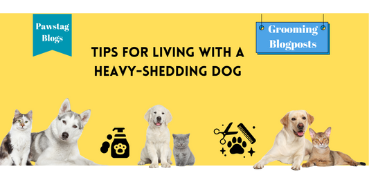 Tips for Living with a Heavy-Shedding Dog