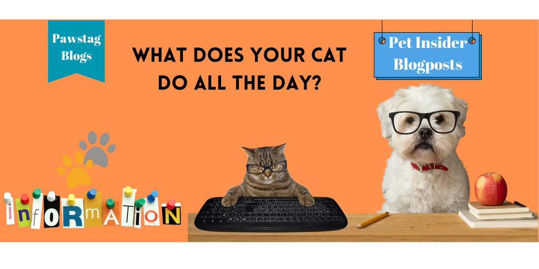 What does your cat do all the day?