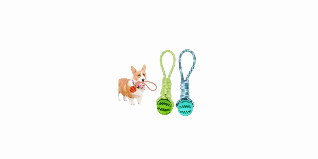 Top 10 Essential Pet Supplies Every Pet Owner Needs