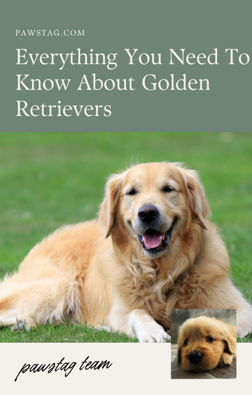 The Golden Retrievers