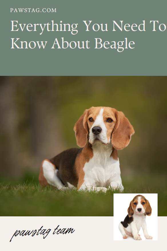 Beagles