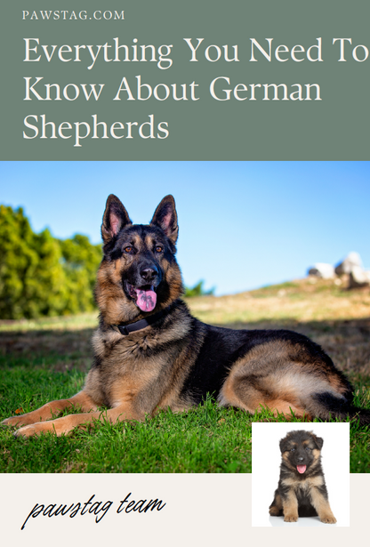 German Shepherd